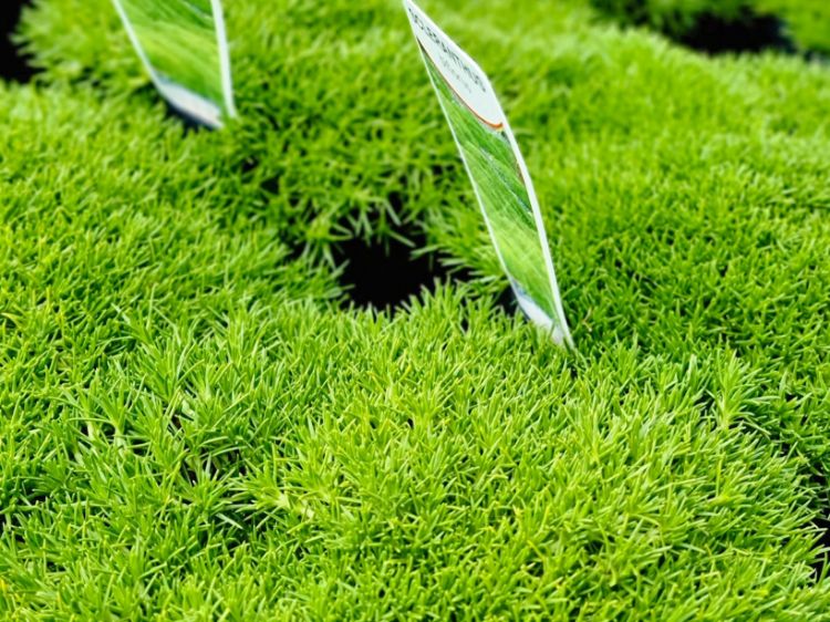 Picture of Scleranthus biflorus