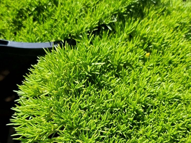 Picture of Scleranthus biflorus