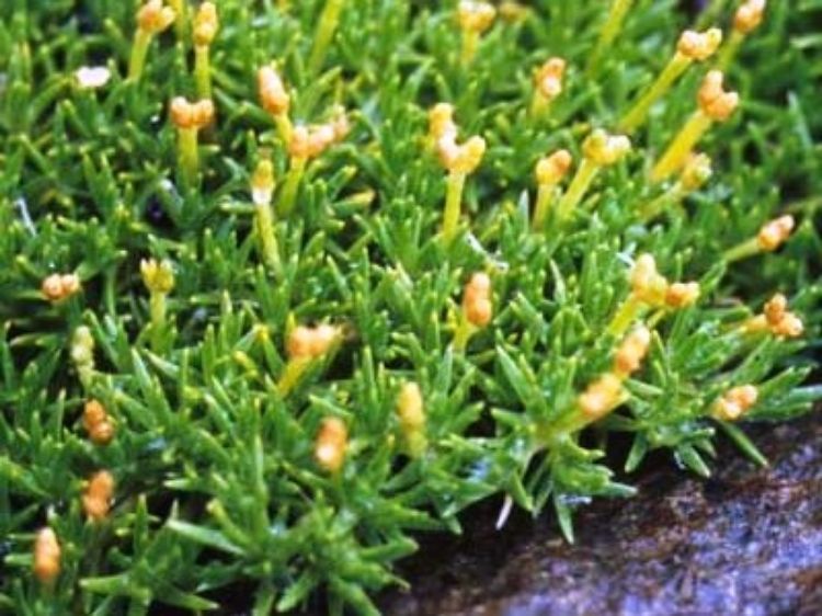 Picture of Scleranthus biflorus