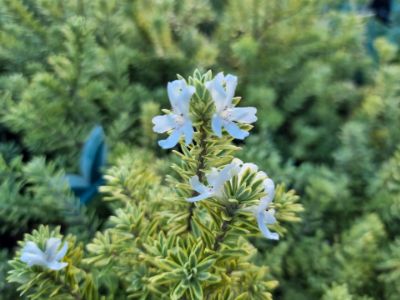 Picture of Westringia fruticosa Mundi Variegata PBR