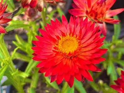 Picture of Xerochrysum bracteatum Red