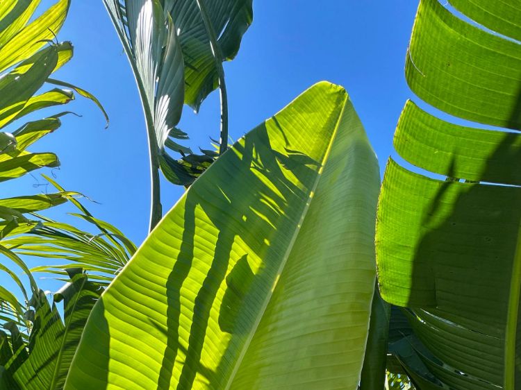 Picture of Ravenala madagascariensis