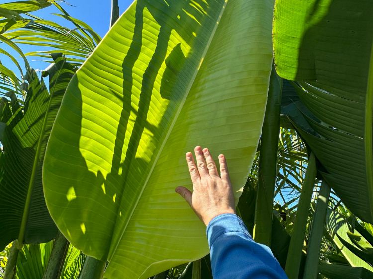 Picture of Ravenala madagascariensis