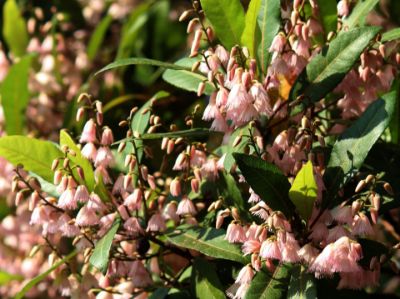 Picture of Elaeocarpus reticulatus