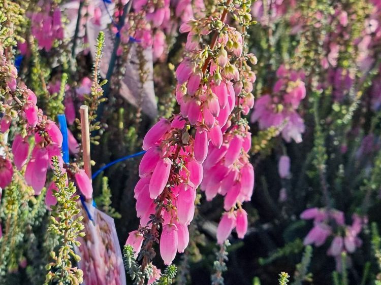 Picture of Erica bauera Pink Blush