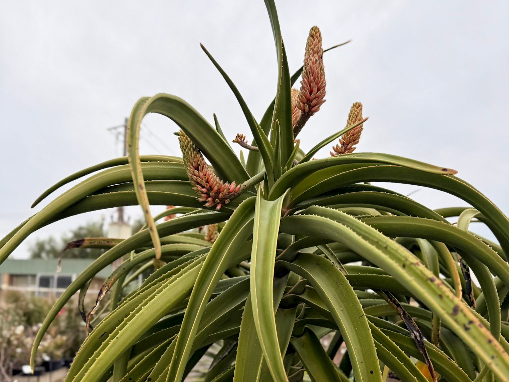 Aloidendron barberae | Wholesale Nursery - Nurseries in Melbourne ...