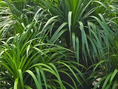 Picture of Dracaena cambodiana