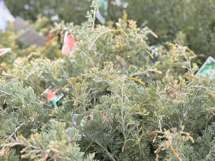 Picture of Grevillea preissii Seaspray