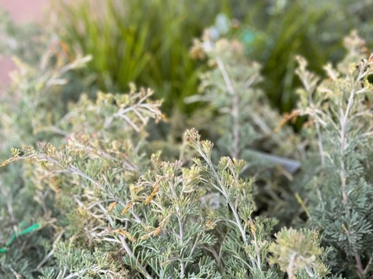 Picture of Grevillea preissii Seaspray
