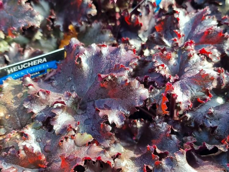 Picture of Heuchera hybrida Black Taffeta