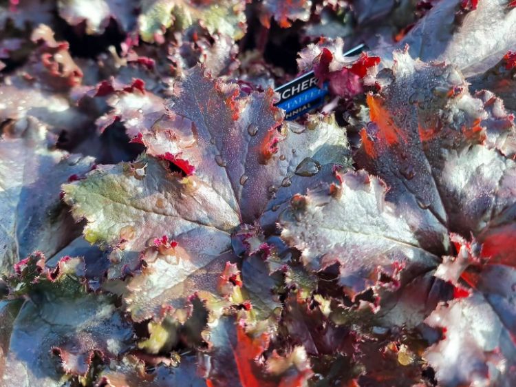 Picture of Heuchera hybrida Black Taffeta