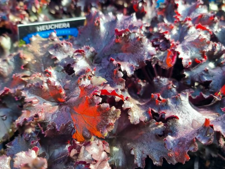Picture of Heuchera hybrida Black Taffeta