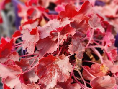 Picture of Heuchera hybrida Cherry Cola