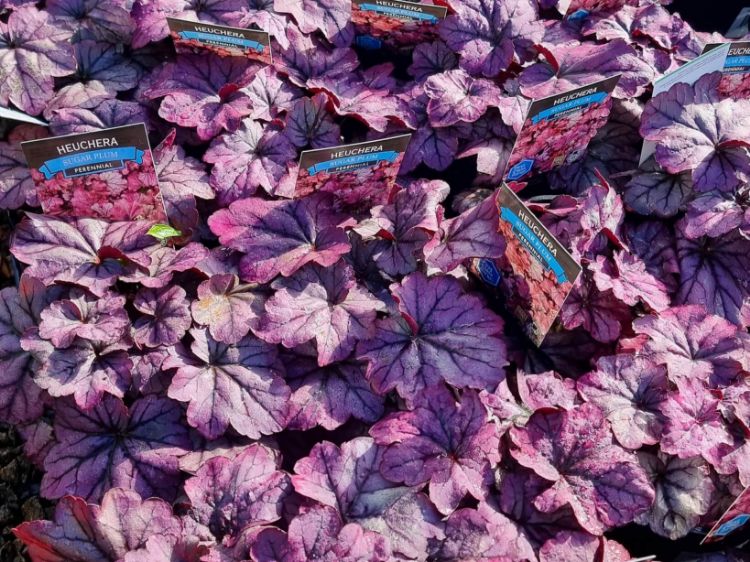 Picture of Heuchera hybrida Sugar Plum