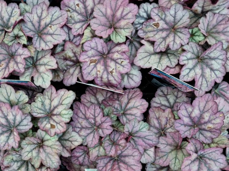 Picture of Heuchera hybrida Sugar Plum