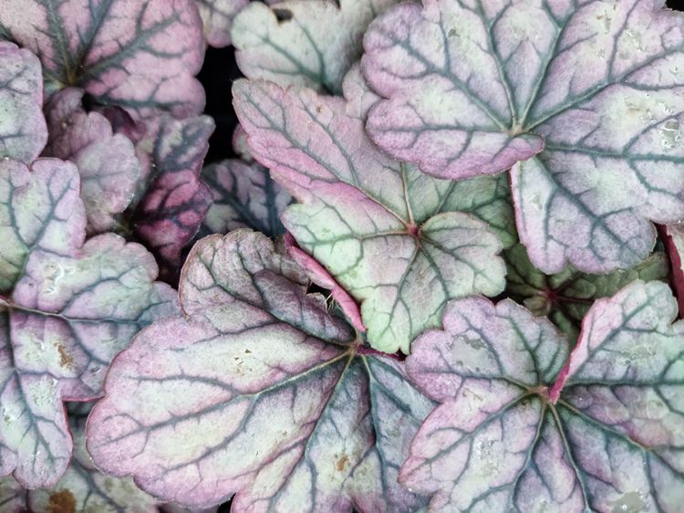 Picture of Heuchera hybrida Sugar Plum