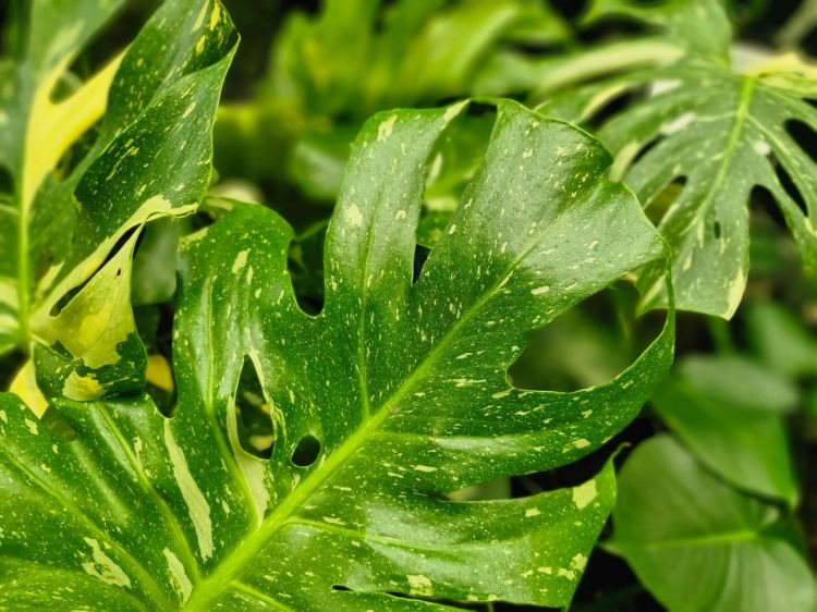 Picture of Monstera deliciosa Thai Constellation