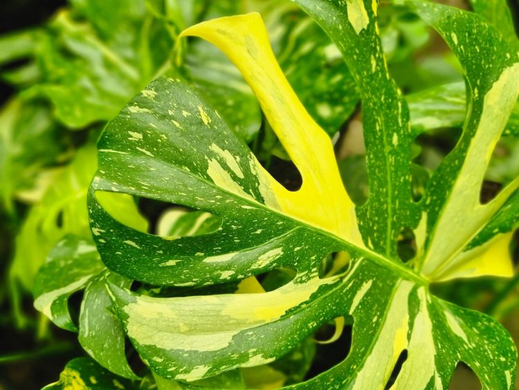 Picture of Monstera deliciosa Thai Constellation