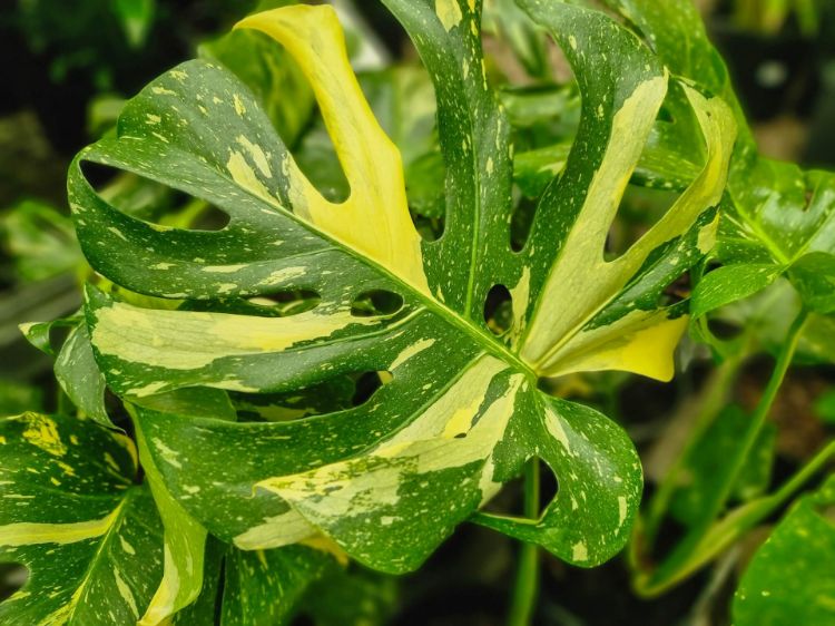 Picture of Monstera deliciosa Thai Constellation