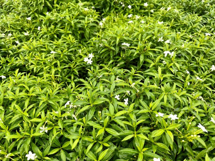 Picture of Tabernaemontana corymbosa Little Emerald