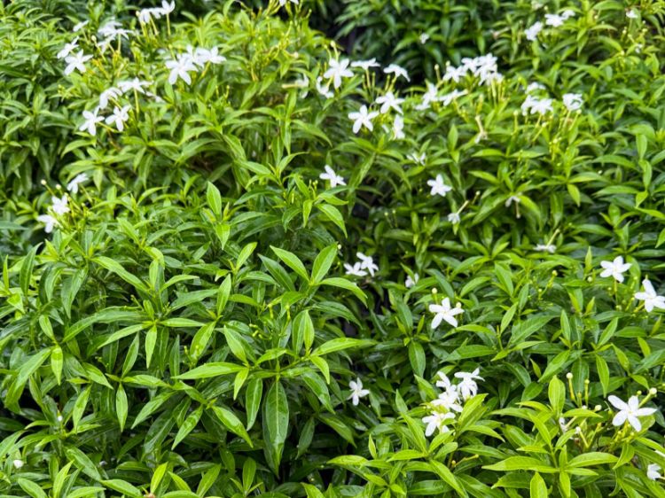 Picture of Tabernaemontana corymbosa Little Emerald