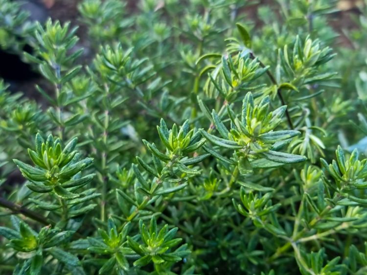 Picture of Westringia fruticosa