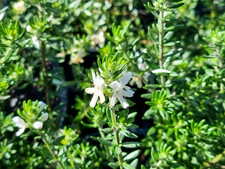Picture of Westringia fruticosa
