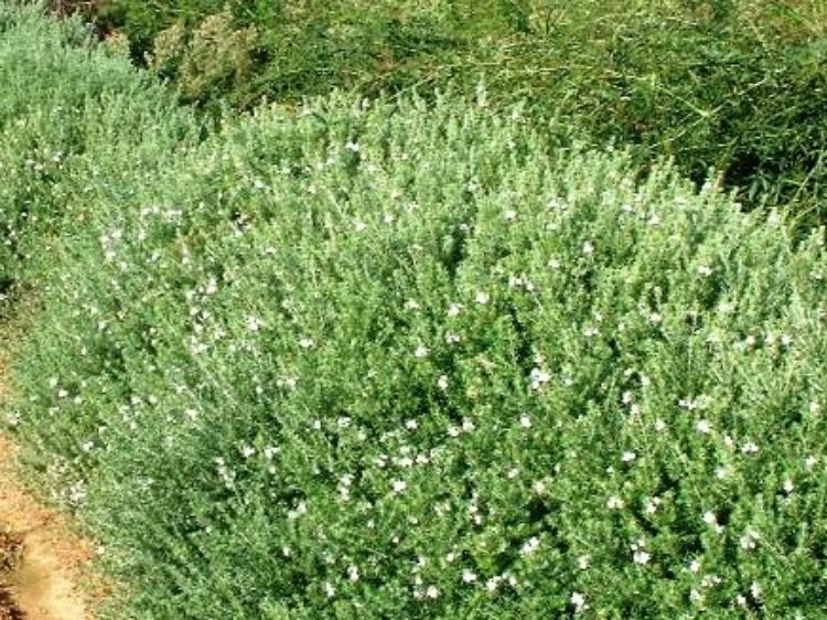 Picture of Westringia fruticosa