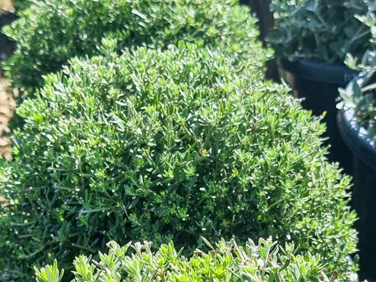 Picture of Westringia fruticosa