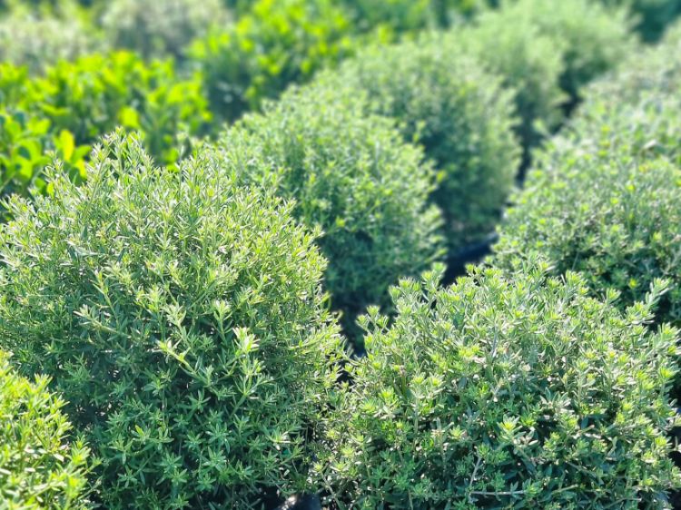 Picture of Westringia fruticosa