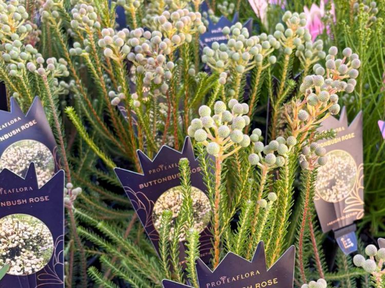 Picture of Berzelia lanuginosa Buttonbush Rose