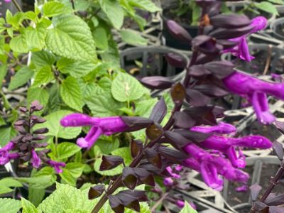 Picture of Salvia guaranitica Rockin Deep Purple