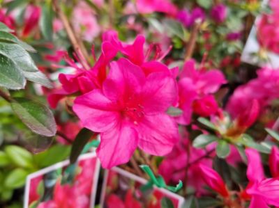 Picture of Azalea hybrida Rose Glitters