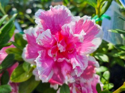 Picture of Azalea hybrida Inga