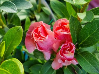 Picture of Azalea hybrida Guanda Pink