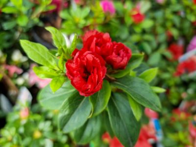 Picture of Azalea hybrida Guanda Red
