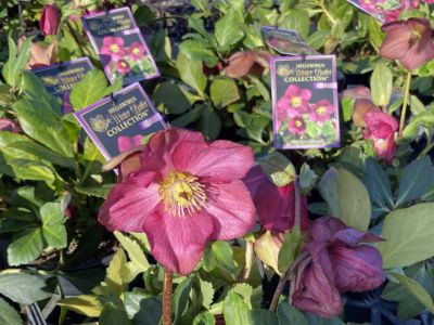 Picture of Helleborus lemperii HGC Winter Ballet Karli