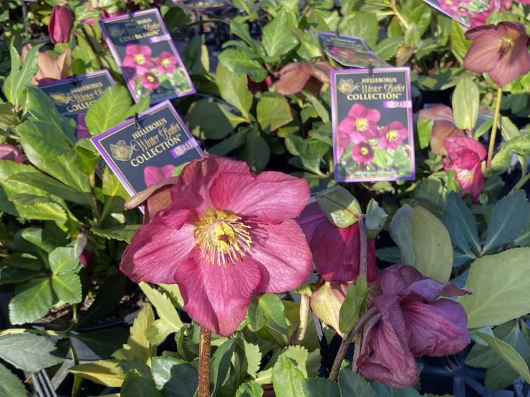 Picture of Helleborus lemperii HGC Winter Ballet Karli