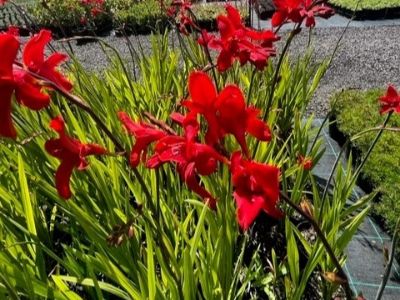 Crocosmia crocosmiiflora Hellfire. Common Name - Crocosmia