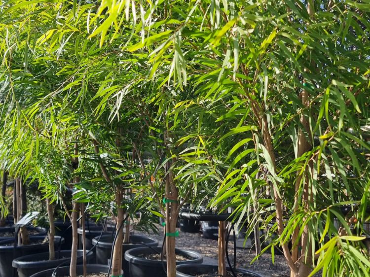 Picture of Agonis flexuosa Lemon And Lime