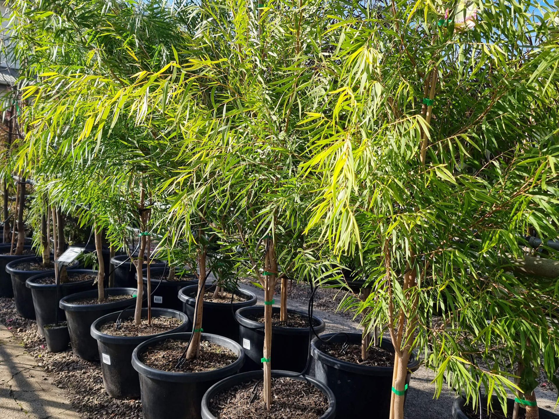 Agonis flexuosa Lemon And Lime | Wholesale Nursery - Nurseries in ...