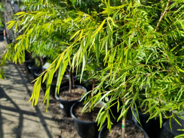 Picture of Agonis flexuosa Lemon And Lime