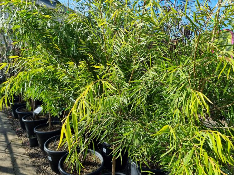 Picture of Agonis flexuosa Lemon And Lime