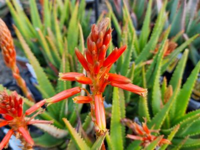 Aloe hybrida Always Red PBR. Common name - Succulent