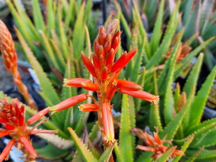 Aloe hybrida Always Red PBR. Common name - Succulent