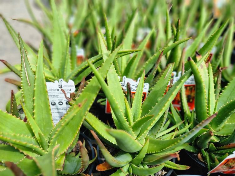 Picture of Aloe hybrida Always Red PBR