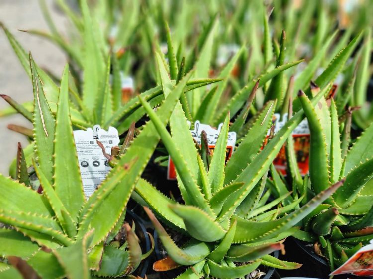 Aloe hybrida Always Red PBR. Common name - Succulent