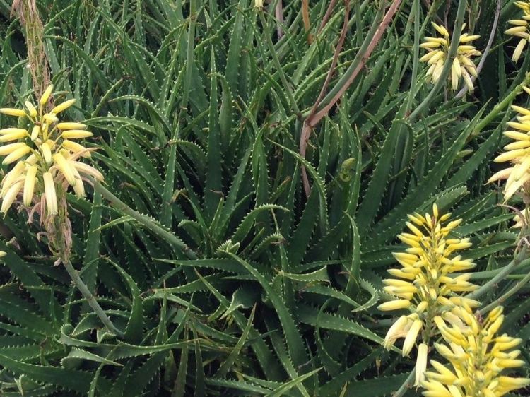 Picture of Aloe hybrida Bush Baby Yellow