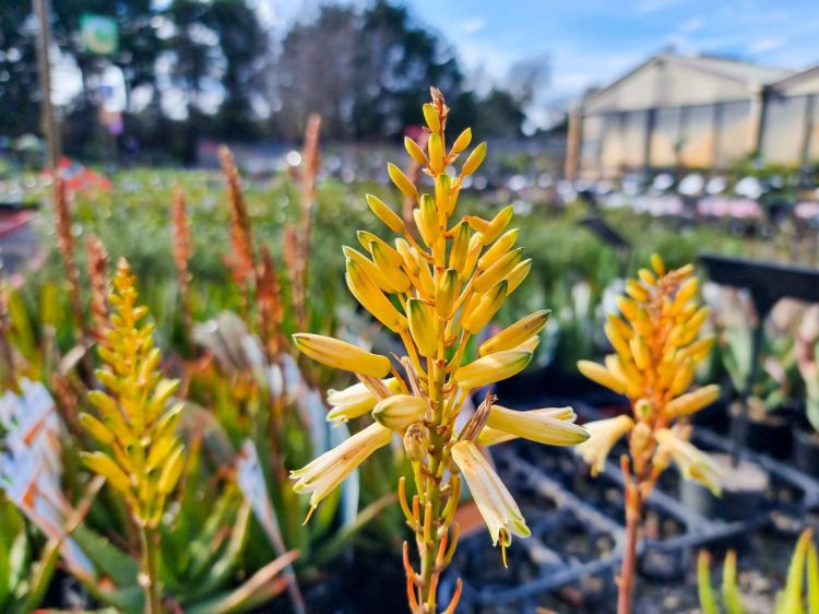 Picture of Aloe hybrida Bush Baby Yellow