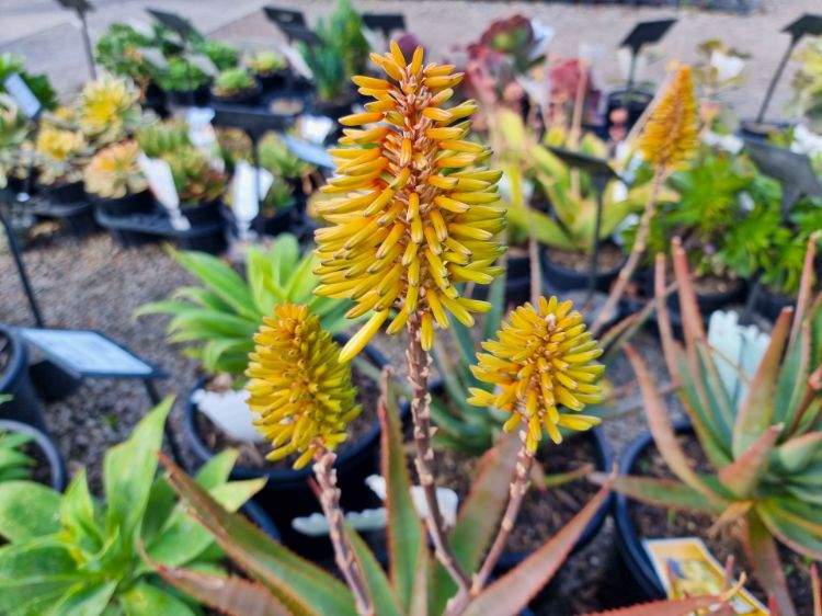 Picture of Aloe hybrida Southern Cross PBR